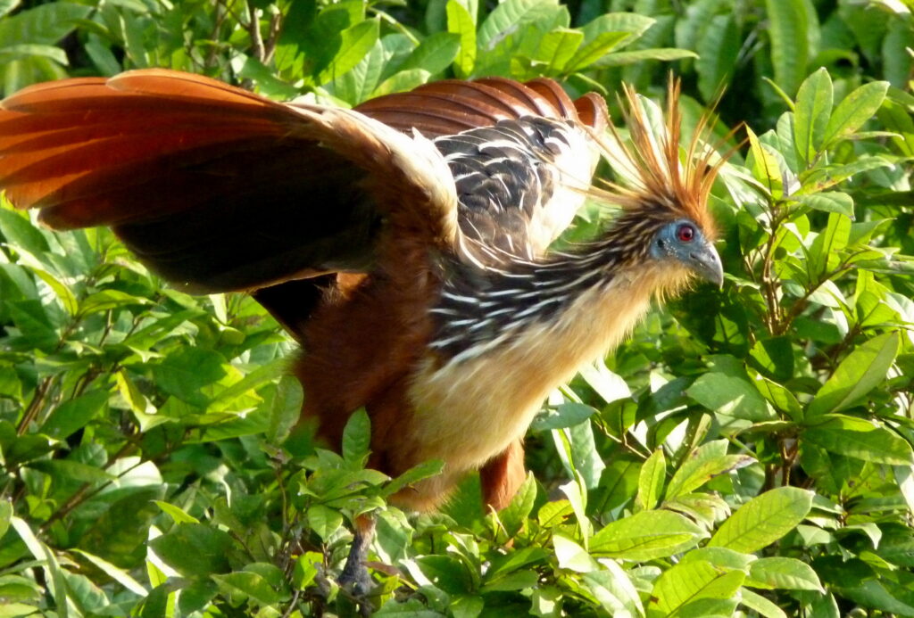 Hoatzin_in_Peru-1024x693.jpg