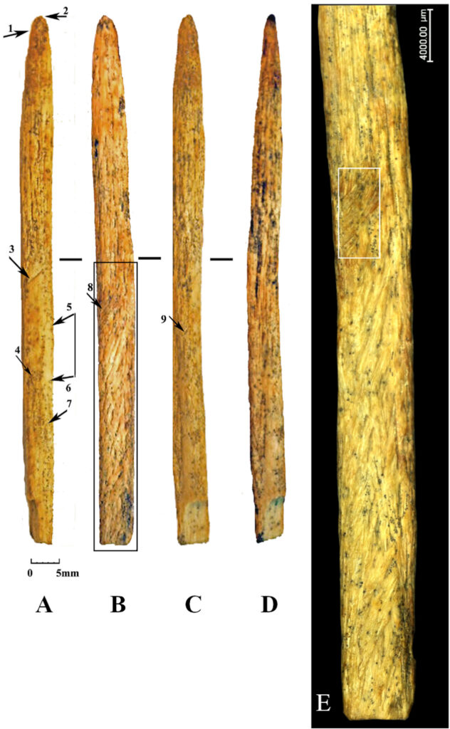 NeanderthalBoneSpearTipRussia-632x1024.jpg