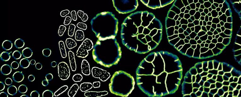 archaea-multicellular-cover