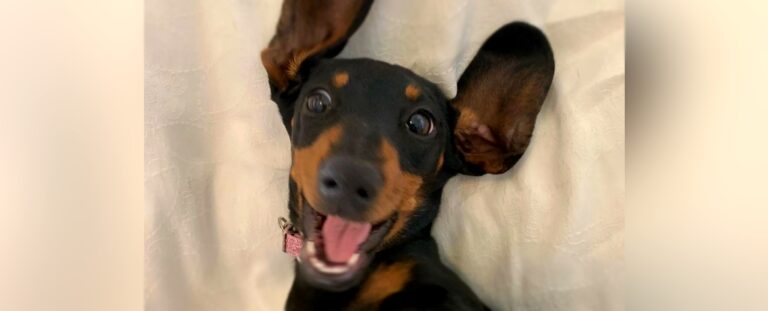 sausage-dog