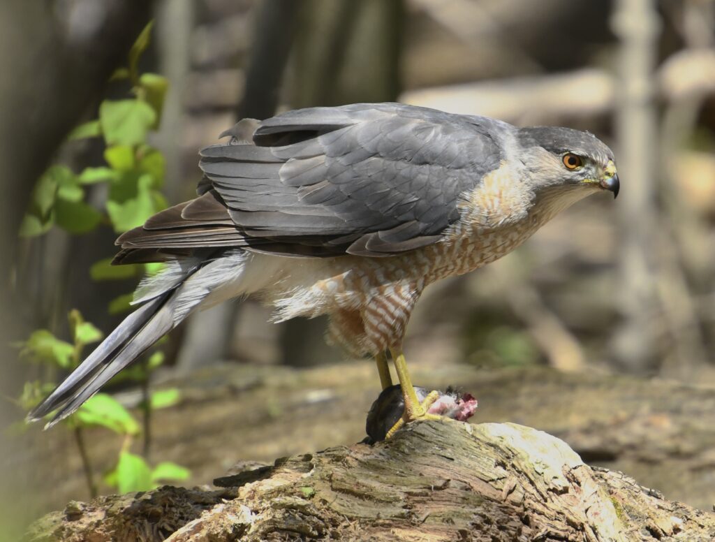 Accipiter_cooperii_m_Sam_Smith_Toronto3-1024x776.jpg