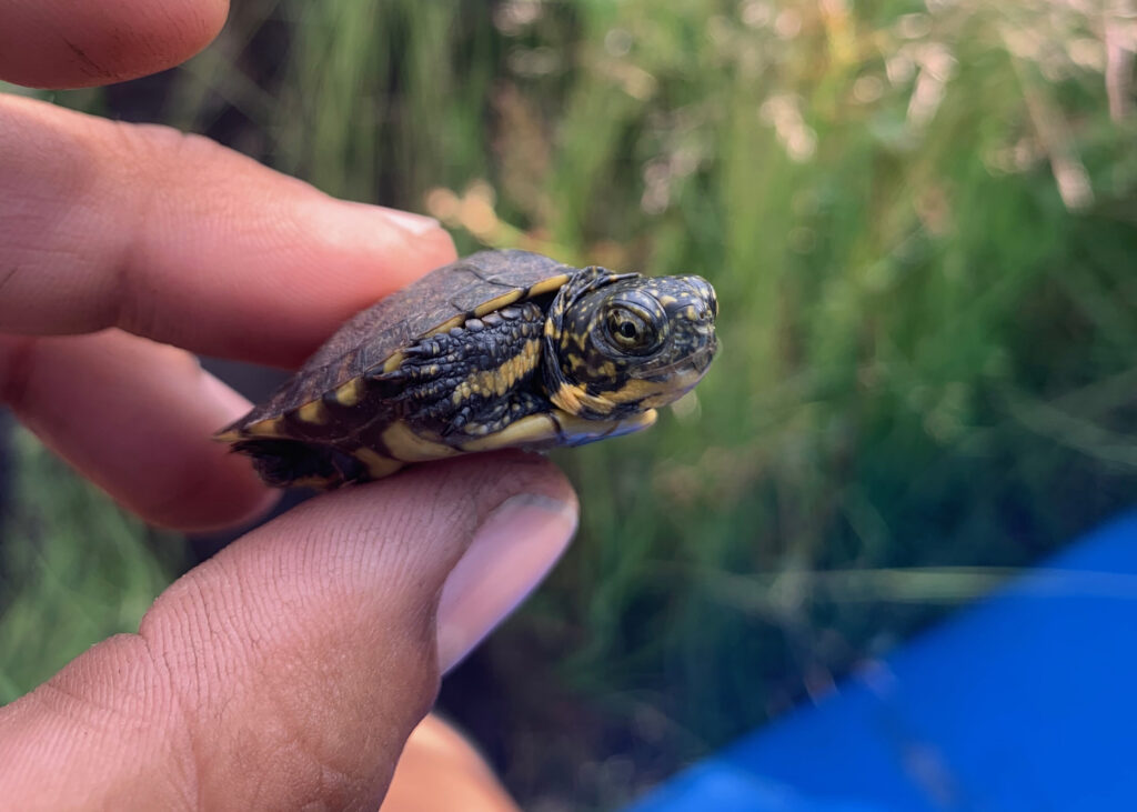 native-turtles-return-4-1024x731.jpg