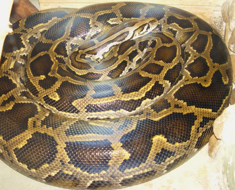 Python_bivittatus_тигровый_питон